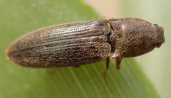 Gambrinus griseus