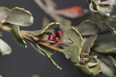 Adenanthos cuneatus