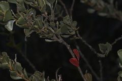 Adenanthos cuneatus