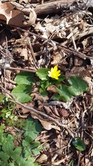 Ficaria verna calthifolia