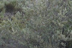 Adenanthos cuneatus