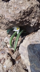 Tulipa biflora