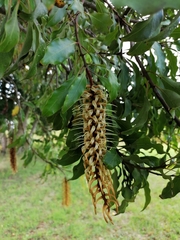 Faurea macnaughtonii