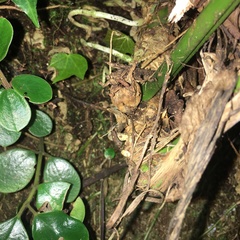 Aspidistra attenuata
