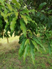 Faurea macnaughtonii