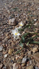 Tulipa biflora
