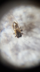 Triozidae