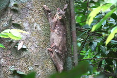Sunda Flying Lemur photo 4