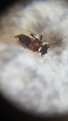 Triozidae