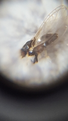 Triozidae