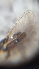 Triozidae