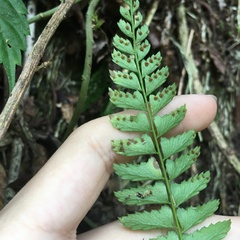 Polystichum formosanum