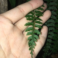Asplenium gueinzianum