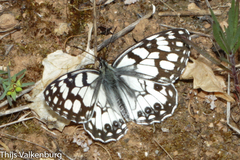 Melanargia ines