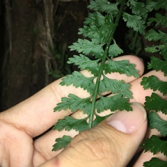 Asplenium gueinzianum