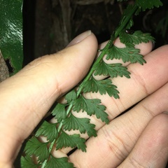 Asplenium gueinzianum