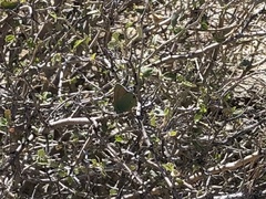 Callophrys dumetorum