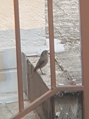 Phoenicurus ochruros