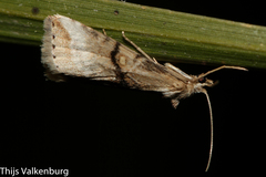 Zebeeba falsalis