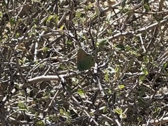 Callophrys dumetorum