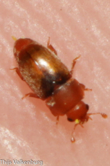 Meligethinus pallidulus
