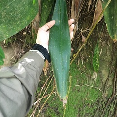 Aspidistra attenuata