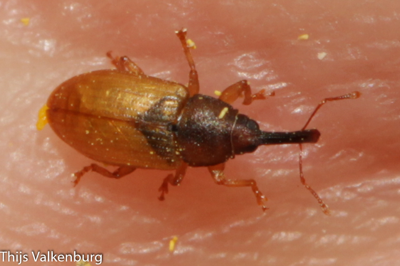 Derelomus chamaeropis