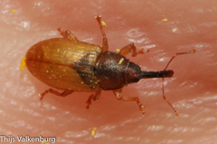 Derelomus chamaeropis