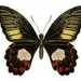 Papilio ambrax egipius - Photo 
Commonwealth Scientific and Industrial Research Organisation (CSIRO), sin restricciones conocidas de derechos (dominio público)