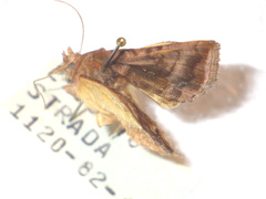 Autographa jota