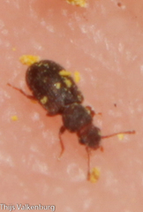 Berginus tamarisci
