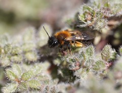 Andrena bicolor