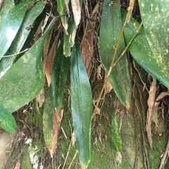 Aspidistra attenuata