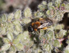Andrena bicolor