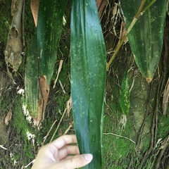 Aspidistra attenuata