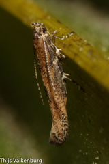 Coccidiphila