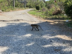 Macaca fascicularis