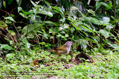 Arremonops chloronotus