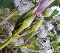 Meranoplus bicolor