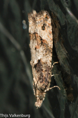 Acroclita subsequana