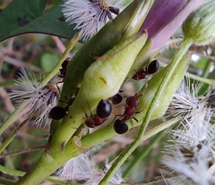 Meranoplus bicolor