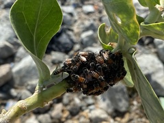 Apis florea