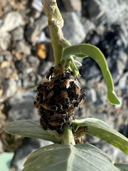 Apis florea
