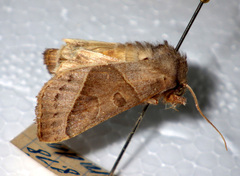 Mesogona oxalina