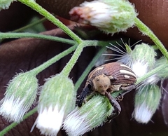 Sternuchopsis fabricii