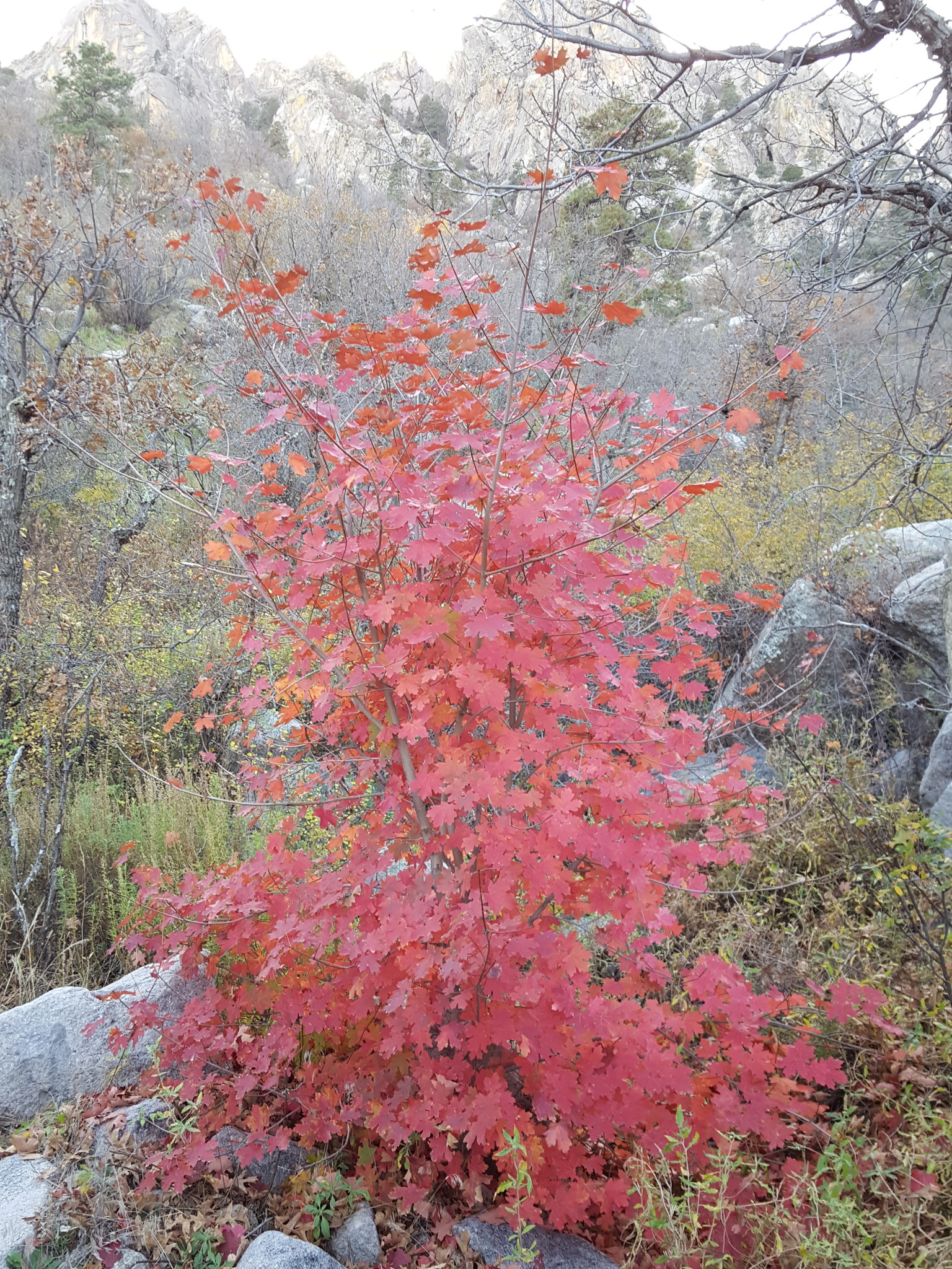 Acer grandidentatum var. grandidentatum