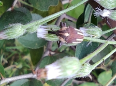 Sternuchopsis fabricii