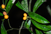 Calophyllum membranaceum - Photo (c) 曾云保, some rights reserved (CC BY-NC), uploaded by 曾云保