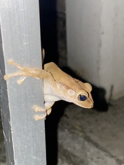Polypedates megacephalus