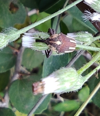 Sternuchopsis fabricii